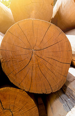 Teakholz – Ein Edelholz mit eigenem Charakter